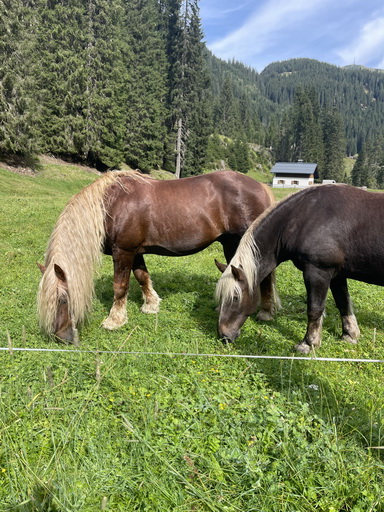 Hästar i St. Anton am Arlberg