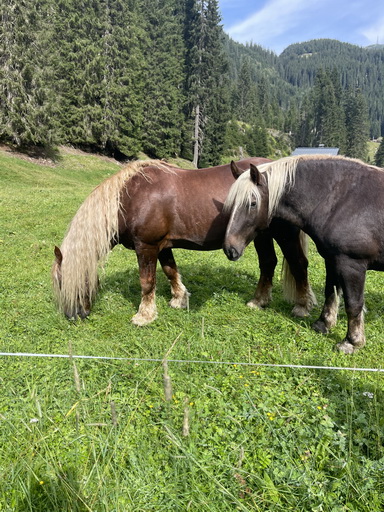 Hästar i St. Anton am Arlberg